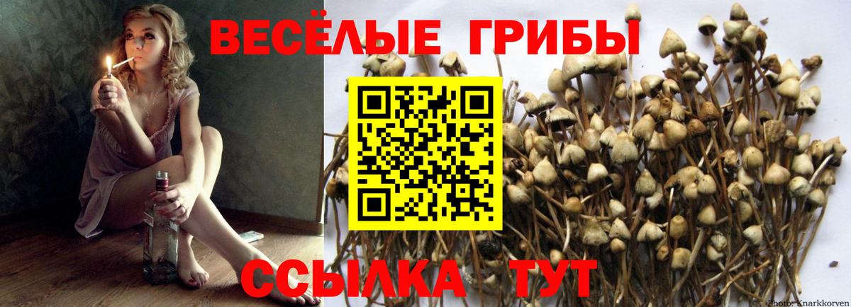 Ковров  Псилоцибиновые грибы Psilocybine cubensis  Вход с VPN 
